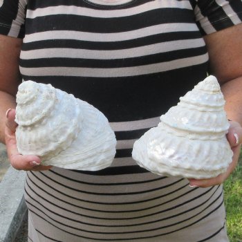 Two piece Wavy Top Shells 5-6"