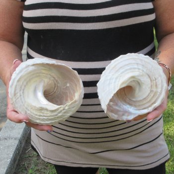 Two piece Wavy Top Shells 5-6"