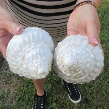 Two piece Wavy Top Shells 5-6"