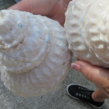 Two piece Wavy Top Shells 5-6"