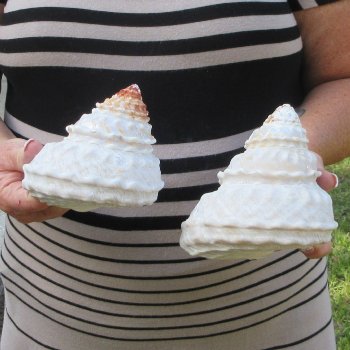 Two piece Wavy Top Shells 5-6"
