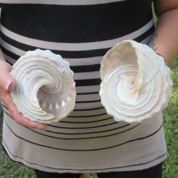 Two piece Wavy Top Shells 5-6"