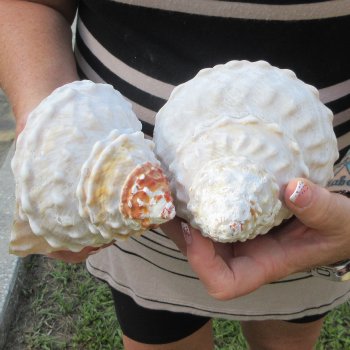 Two piece Wavy Top Shells 5-6"