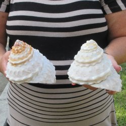 Two piece Wavy Top ...