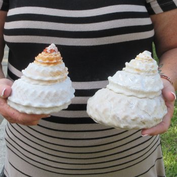 Two piece Wavy Top Shells 5-6"