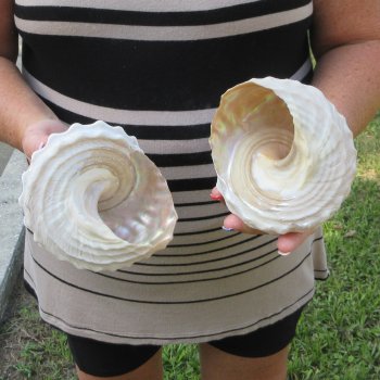 Two piece Wavy Top Shells 5-6"