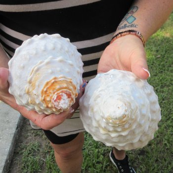 Two piece Wavy Top Shells 5-6"