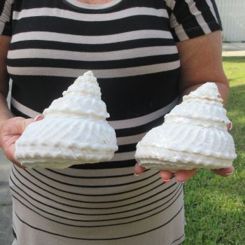 Two piece Wavy Top Shells 5-6"