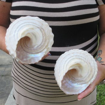 Two piece Wavy Top Shells 5-6"