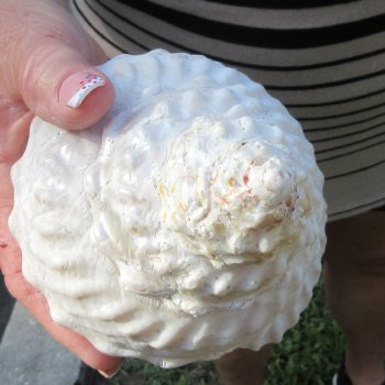 Two piece Wavy Top Shells 5-6"