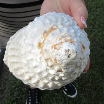 Two piece Wavy Top Shells 5-6"