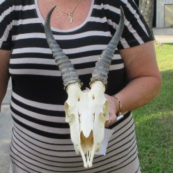 B-Grade African Male Springbok Skull with 9" Horns 