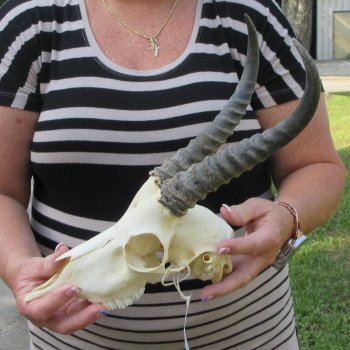 B-Grade African Male Springbok Skull with 9" Horns 