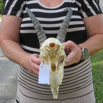 B-Grade African Male Springbok Skull with 9" Horns 