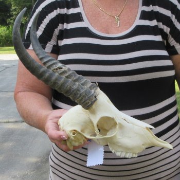 B-Grade African Male Springbok Skull with 9" Horns 