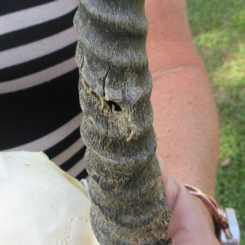 B-Grade African Male Springbok Skull with 9" Horns 