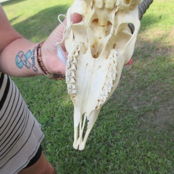 B-Grade African Male Springbok Skull with 9" Horns 