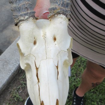 B-Grade African Male Springbok Skull with 9" Horns 