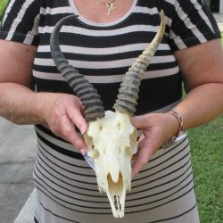 9" Horns on Ma...