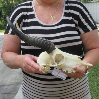 9" Horns on Male Springbok Skull 