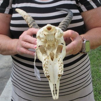 9" Horns on Male Springbok Skull 