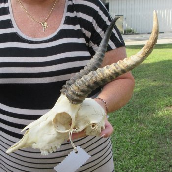 9" Horns on Male Springbok Skull 
