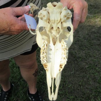 9" Horns on Male Springbok Skull 