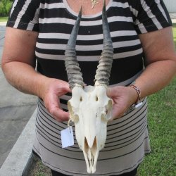 B-Grade African Male Springbok Skull with 9" Horns 