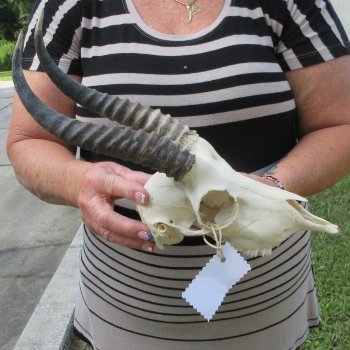 B-Grade African Male Springbok Skull with 9" Horns 
