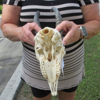 B-Grade African Male Springbok Skull with 9" Horns 