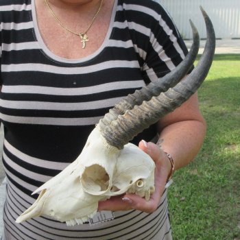 B-Grade African Male Springbok Skull with 9" Horns 