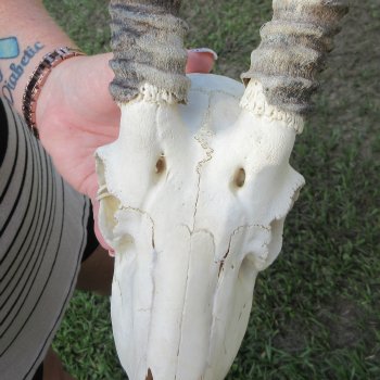 B-Grade African Male Springbok Skull with 9" Horns 