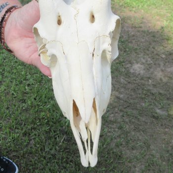 B-Grade African Male Springbok Skull with 9" Horns 