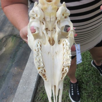 B-Grade African Male Springbok Skull with 9" Horns 