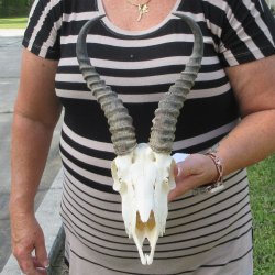 B-Grade African Male Springbok Skull with 10" Horns 