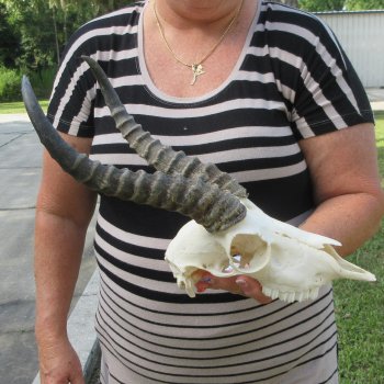 B-Grade African Male Springbok Skull with 10" Horns 