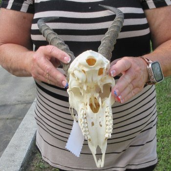 B-Grade African Male Springbok Skull with 10" Horns 