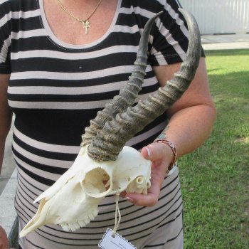 B-Grade African Male Springbok Skull with 10" Horns 