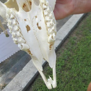 B-Grade African Male Springbok Skull with 10" Horns 