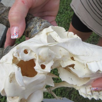 B-Grade African Male Springbok Skull with 10" Horns 