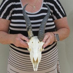 10" Horns on M...