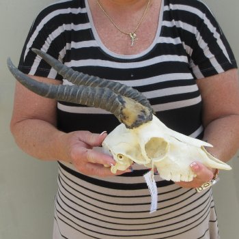 10" Horns on Male Springbok Skull 