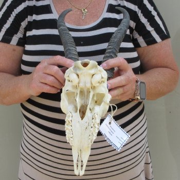10" Horns on Male Springbok Skull 