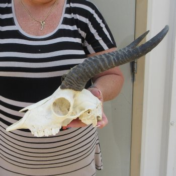 10" Horns on Male Springbok Skull 