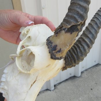 10" Horns on Male Springbok Skull 