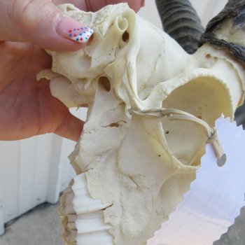 10" Horns on Male Springbok Skull 