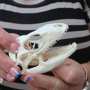 A-Grade Iguana Skull 3-3/4"
