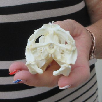 A-Grade Iguana Skull 3-3/4"