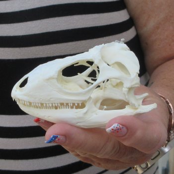 A-Grade Iguana Skull 3-3/4"