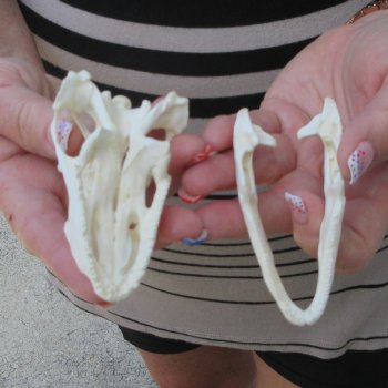A-Grade Iguana Skull 3-3/4"